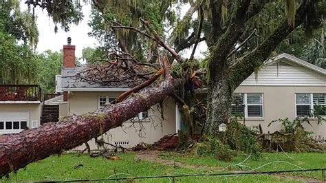 tree service lakeland|finch tree service lakeland fl.
